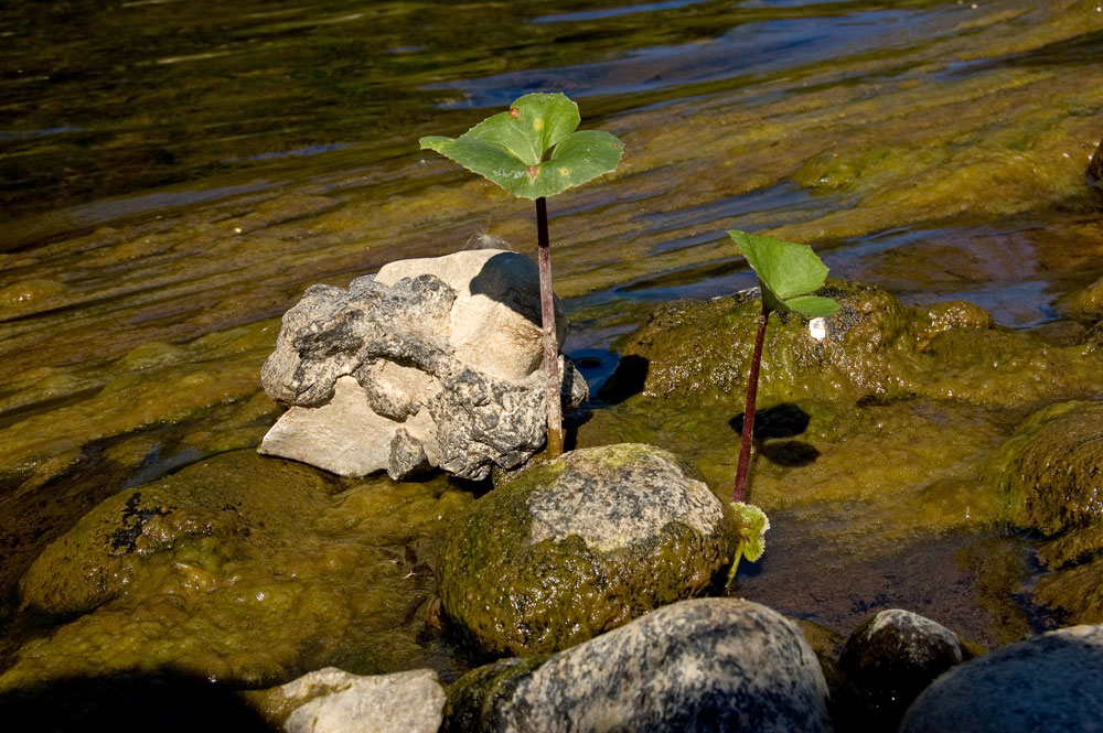 Image of Petasites radiatus specimen.