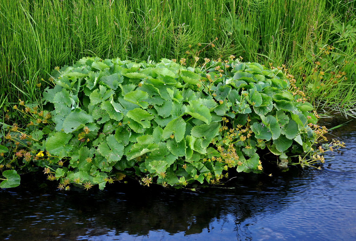 Изображение особи Caltha palustris.