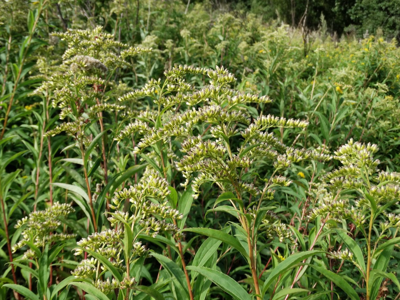 Image of Solidago gigantea specimen.