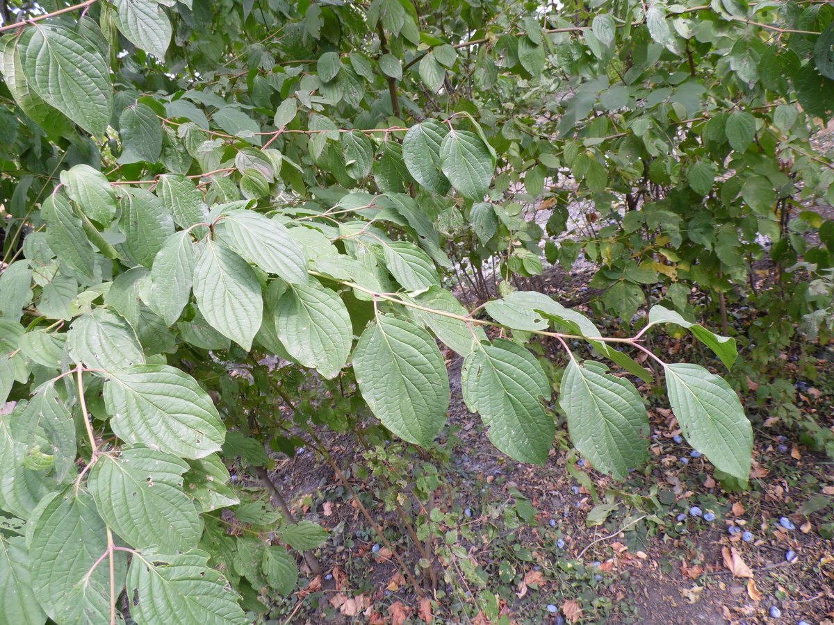 Image of genus Swida specimen.