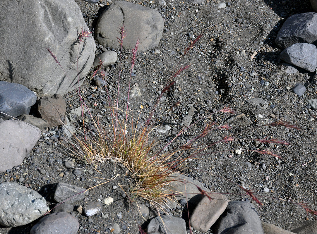 Image of Festuca vivipara specimen.