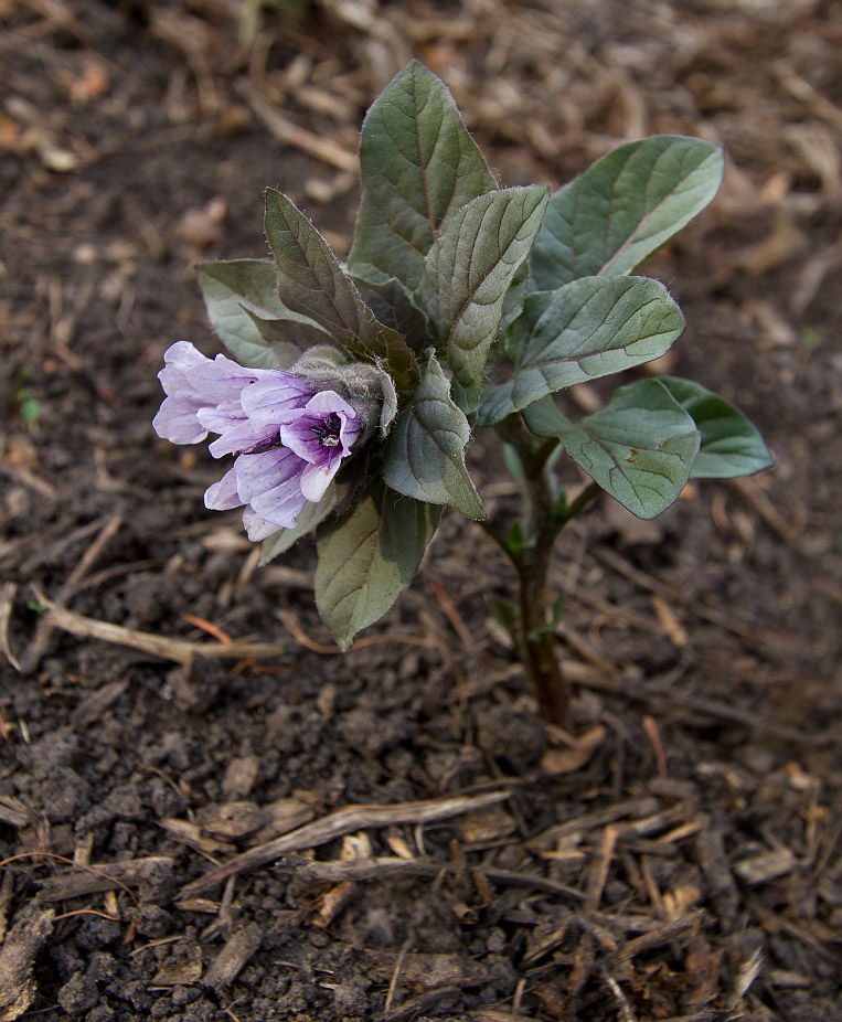 Изображение особи Physochlaina physaloides.