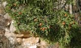 Juniperus phoenicea. Верхушка ветки со зреющими шишкоягодами. Испания, Кастилия-Ла-Манча, окр. г. Куэнка, горный склон. Январь.