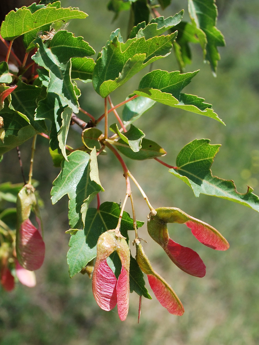 Image of Acer semenovii specimen.