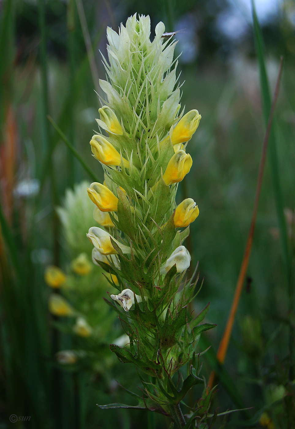 Image of Melampyrum argyrocomum specimen.