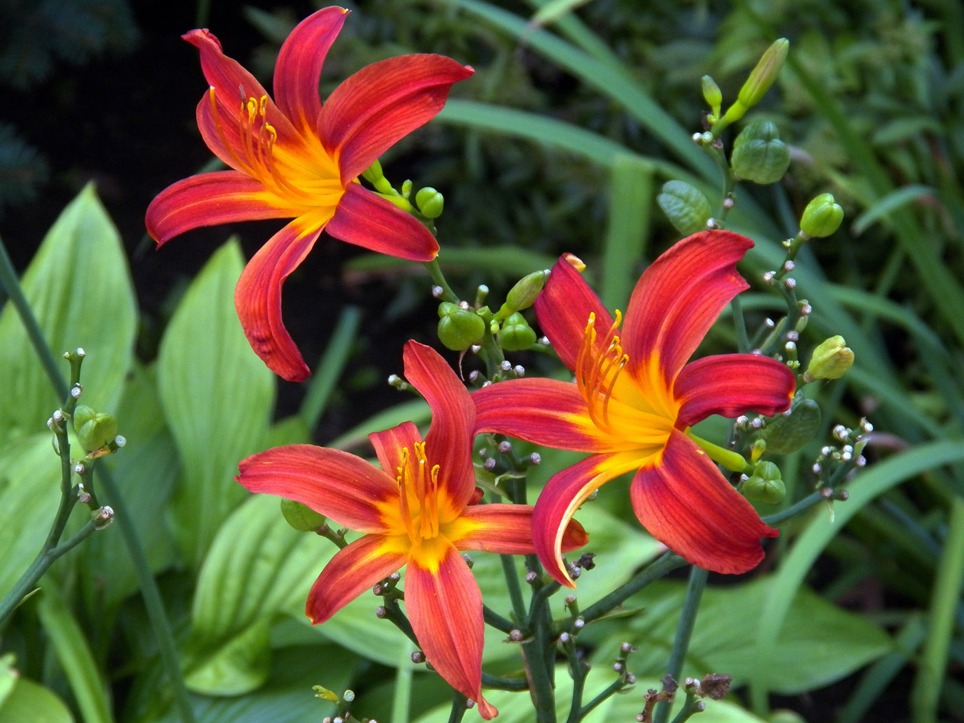 Image of Hemerocallis &times; hybrida specimen.