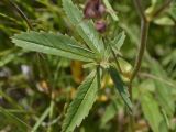 Comarum palustre