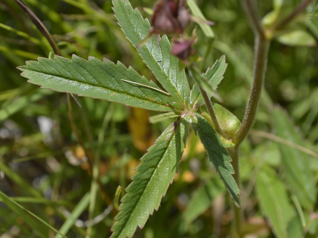 Image of Comarum palustre specimen.