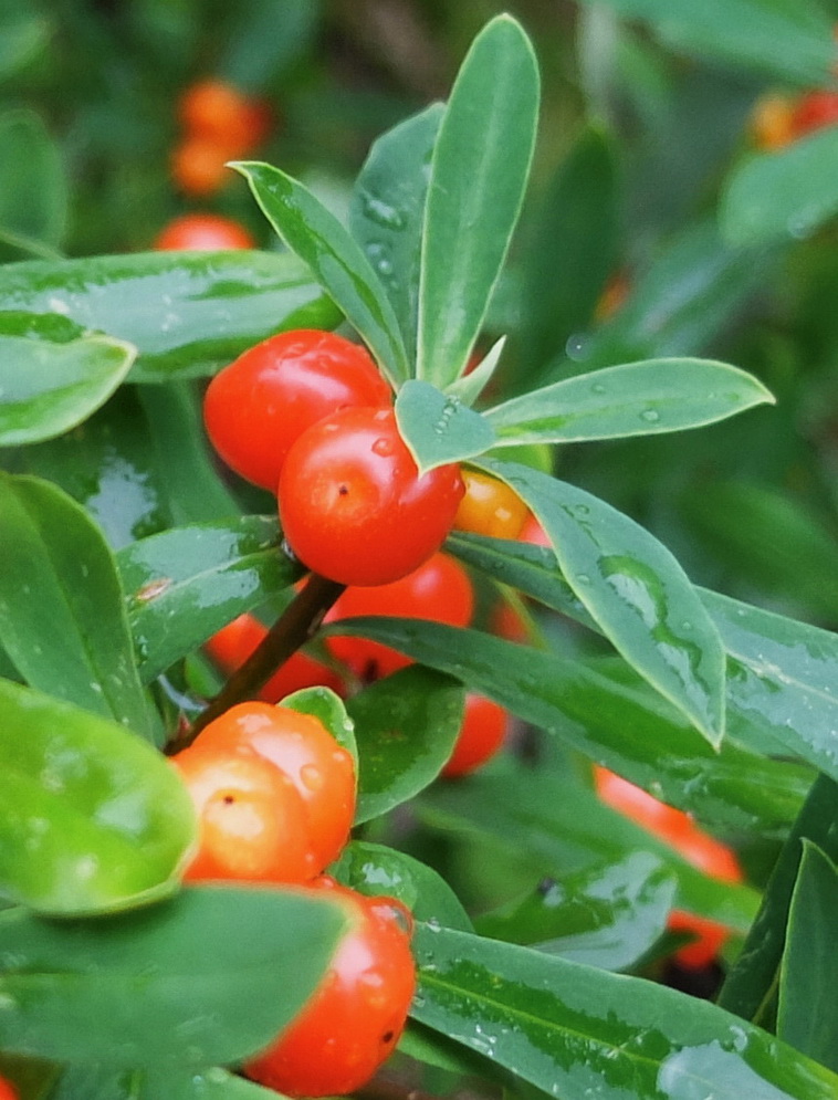 Image of Daphne giraldii specimen.