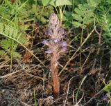 Orobanche coerulescens