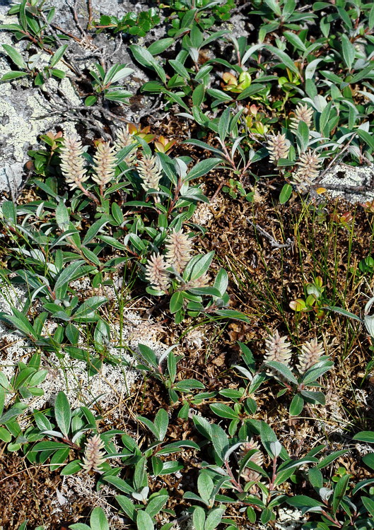 Изображение особи Salix glauca.