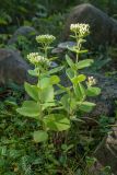 Hylotelephium spectabile