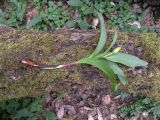 Colchicum woronowii