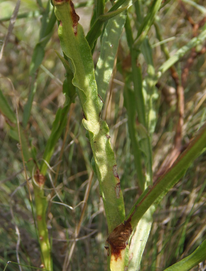 Image of Goniolimon tataricum specimen.