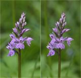 Dactylorhiza fuchsii