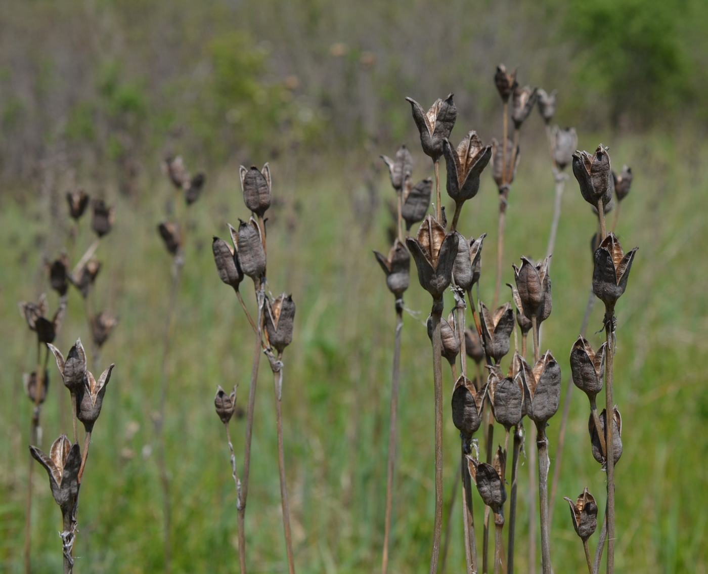 Image of Iris sibirica specimen.