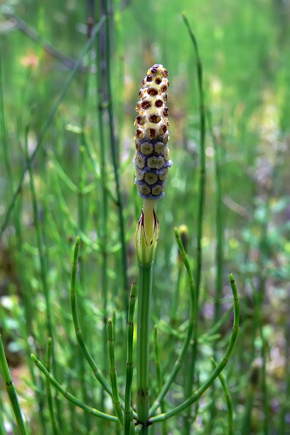 Изображение особи Equisetum palustre.