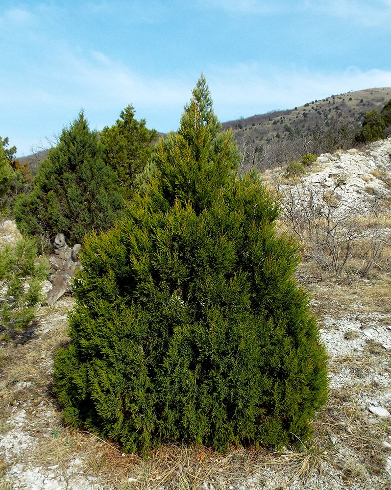 Изображение особи Juniperus foetidissima.