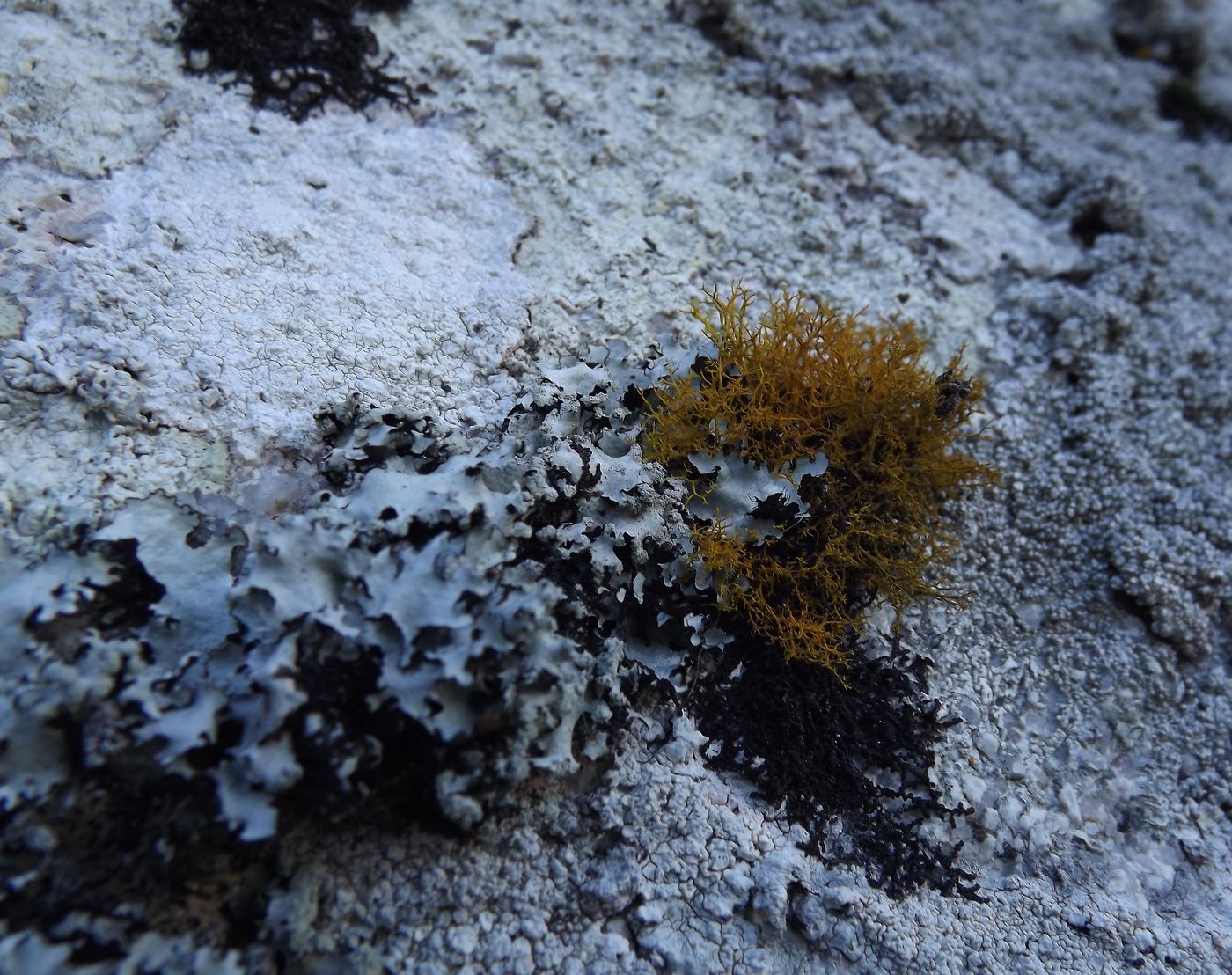 Image of division Ascomycota specimen.