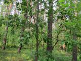 Salix caprea