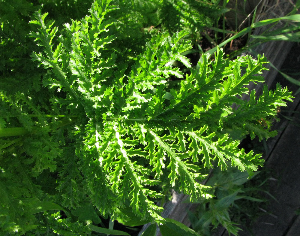 Image of Tanacetum vulgare var. crispum specimen.