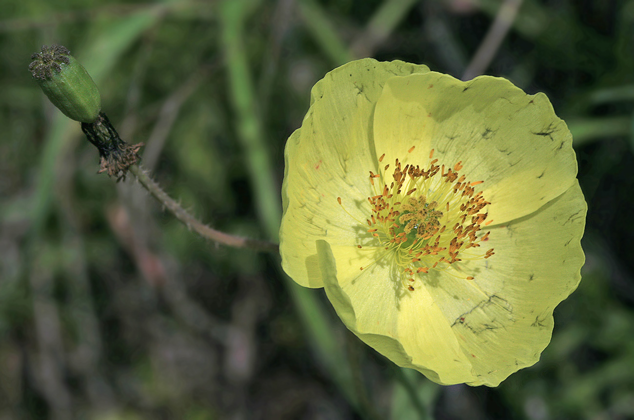 Image of Papaver amurense specimen.