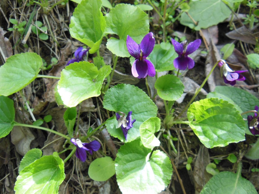 Image of Viola odorata specimen.