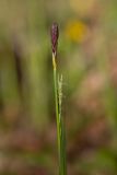 Carex pilosa