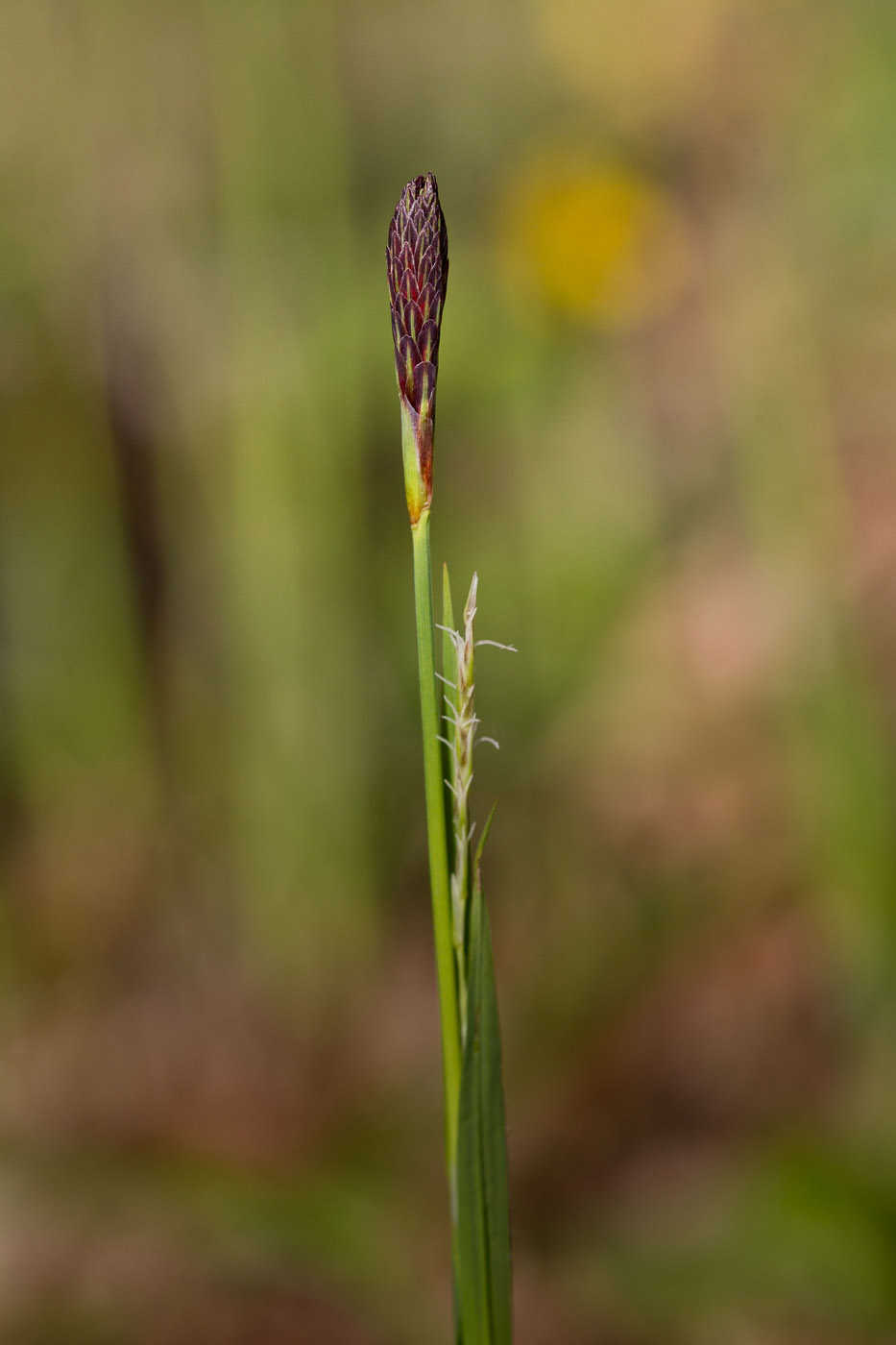 Изображение особи Carex pilosa.