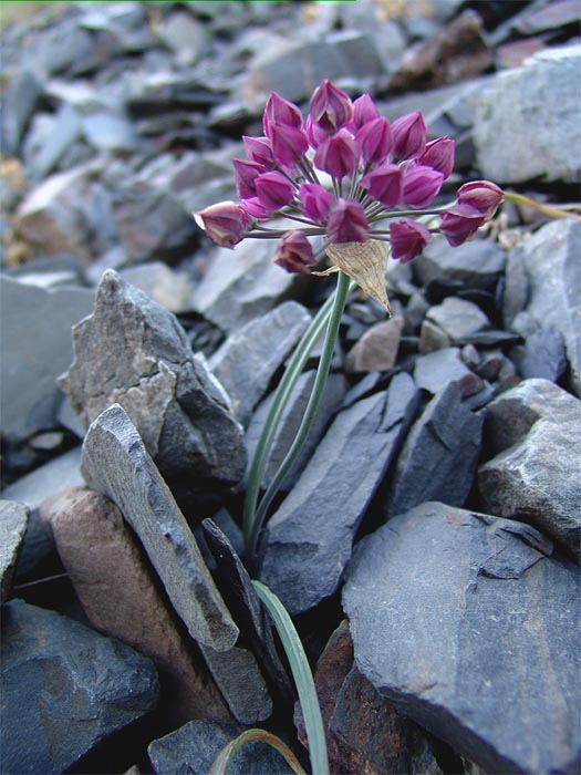 Image of Allium oreophilum specimen.