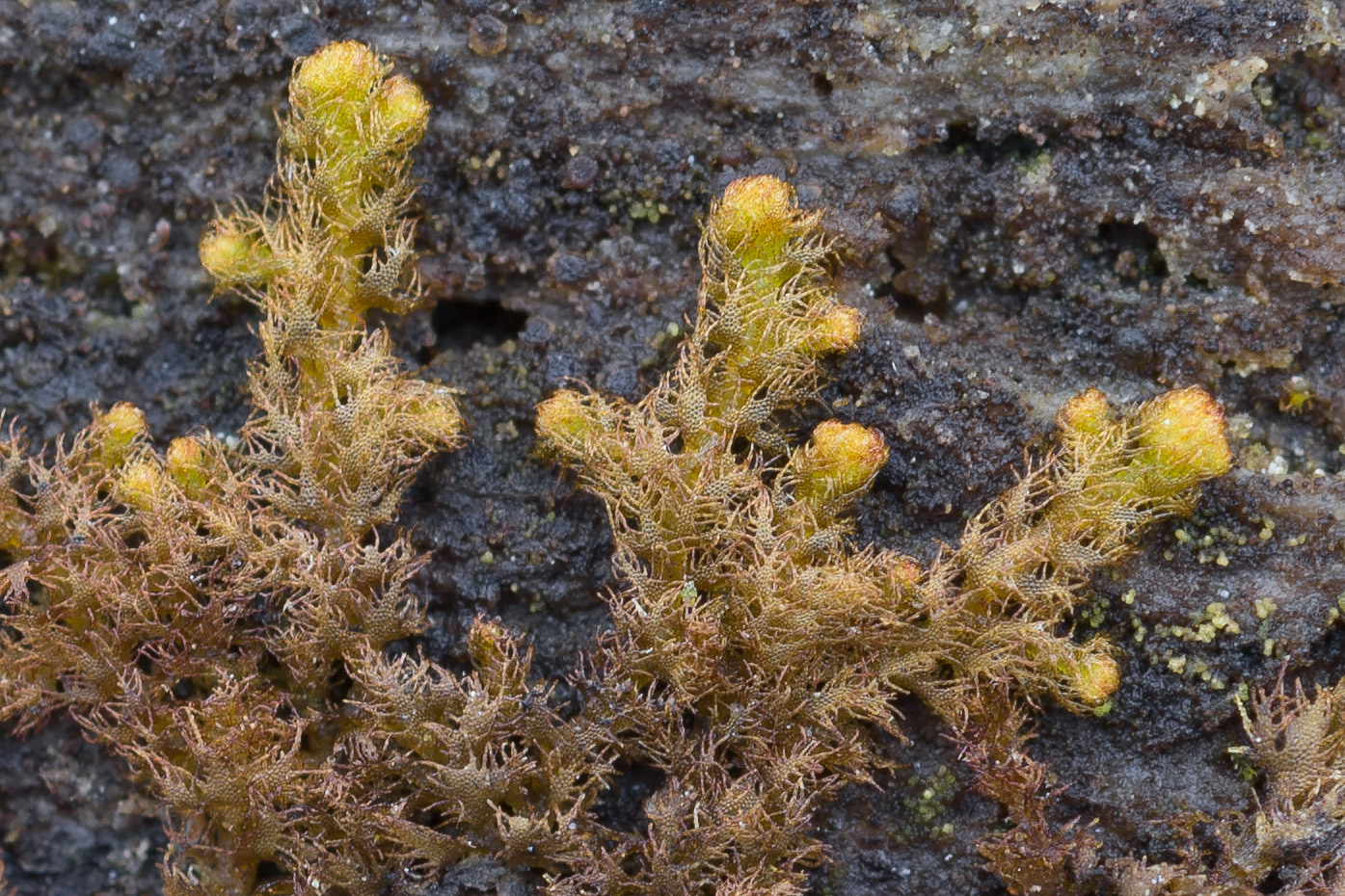 Image of Ptilidium pulcherrimum specimen.