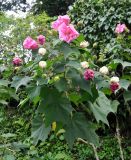 Hibiscus mutabilis