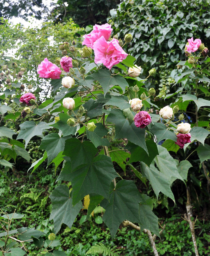 Изображение особи Hibiscus mutabilis.