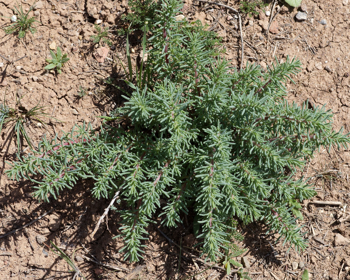 Image of genus Suaeda specimen.