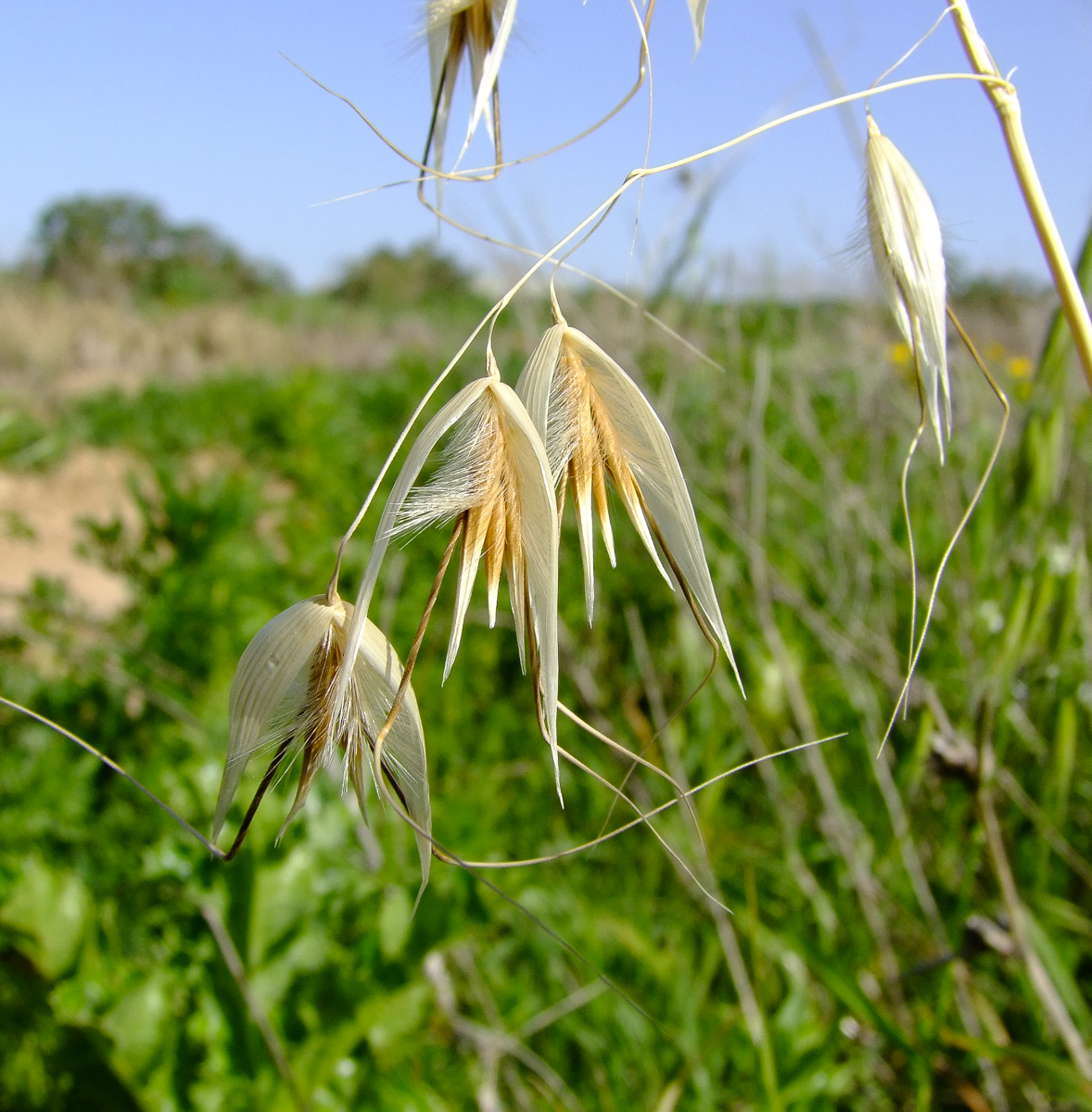 Image of Avena sterilis specimen.