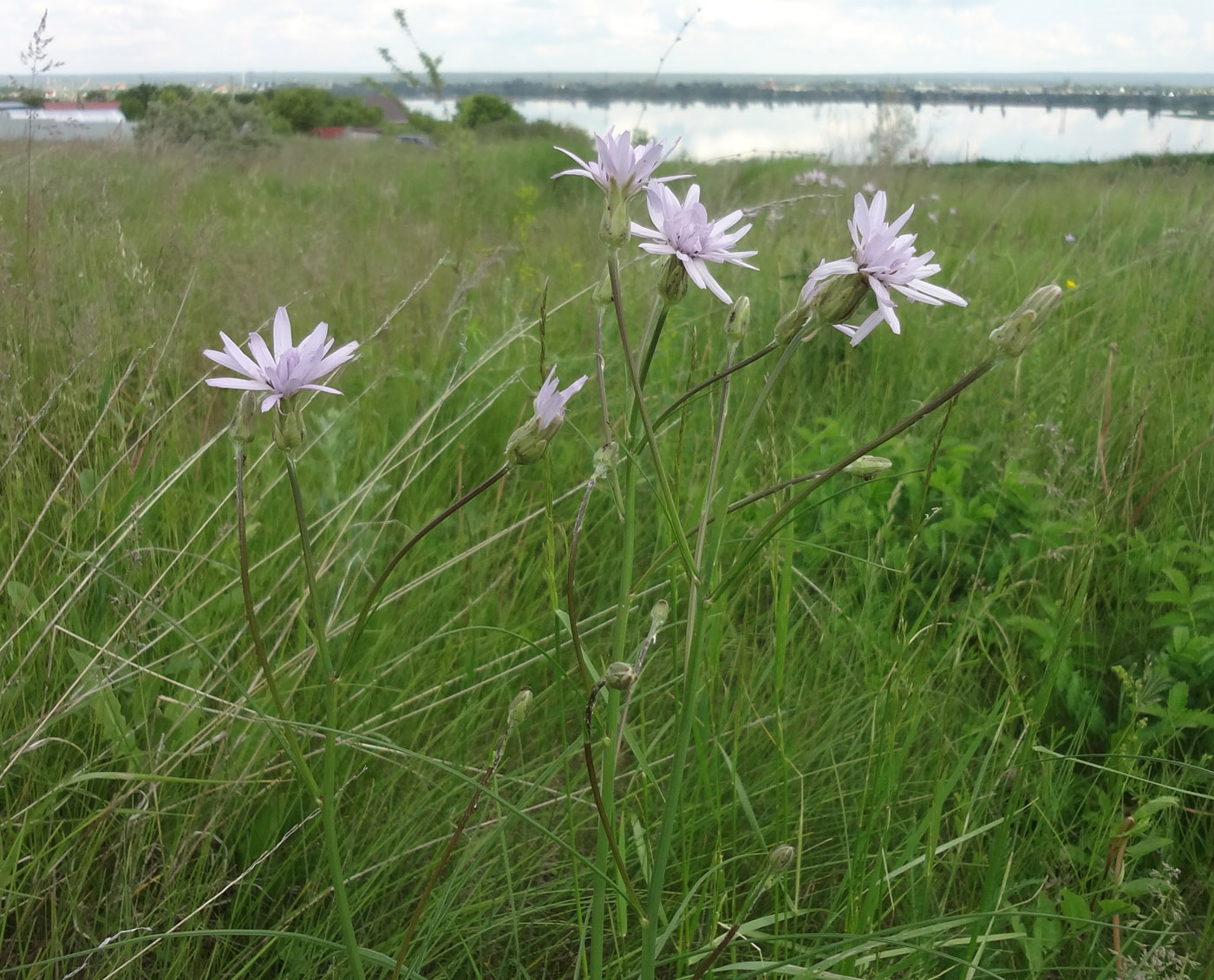 Image of Scorzonera purpurea specimen.
