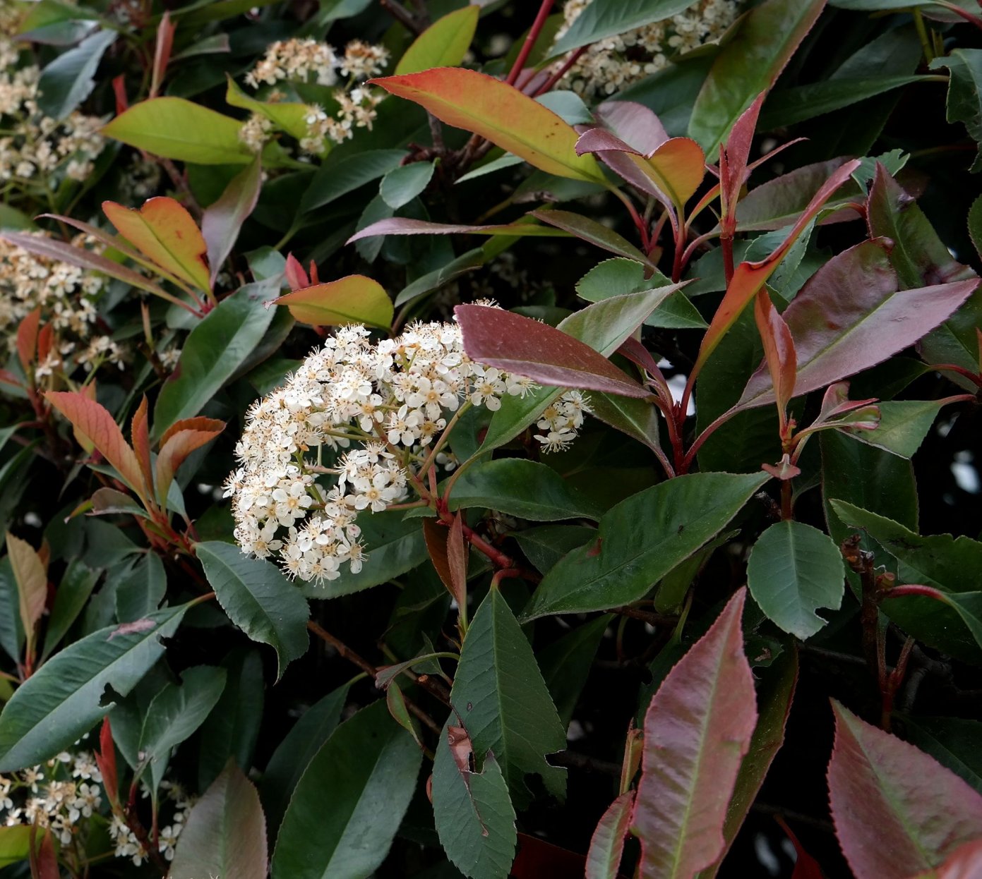 Image of Photinia &times; fraseri specimen.