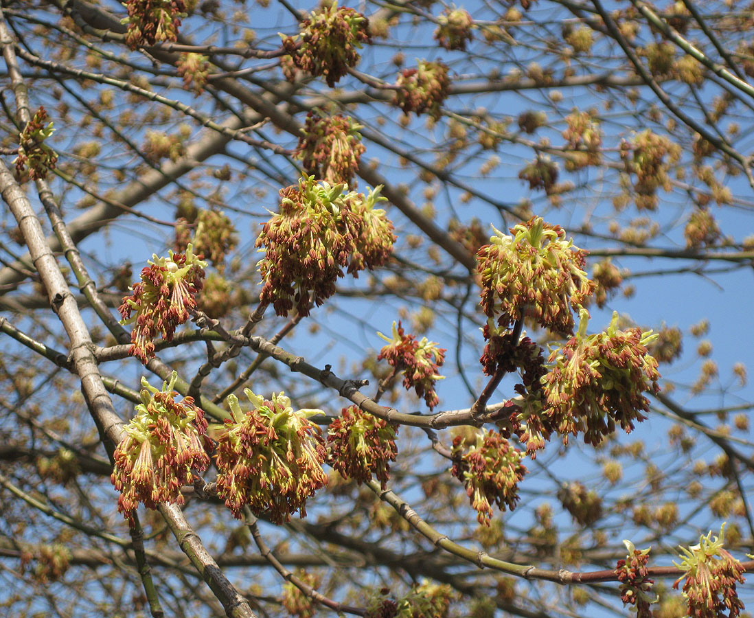Image of Acer negundo specimen.