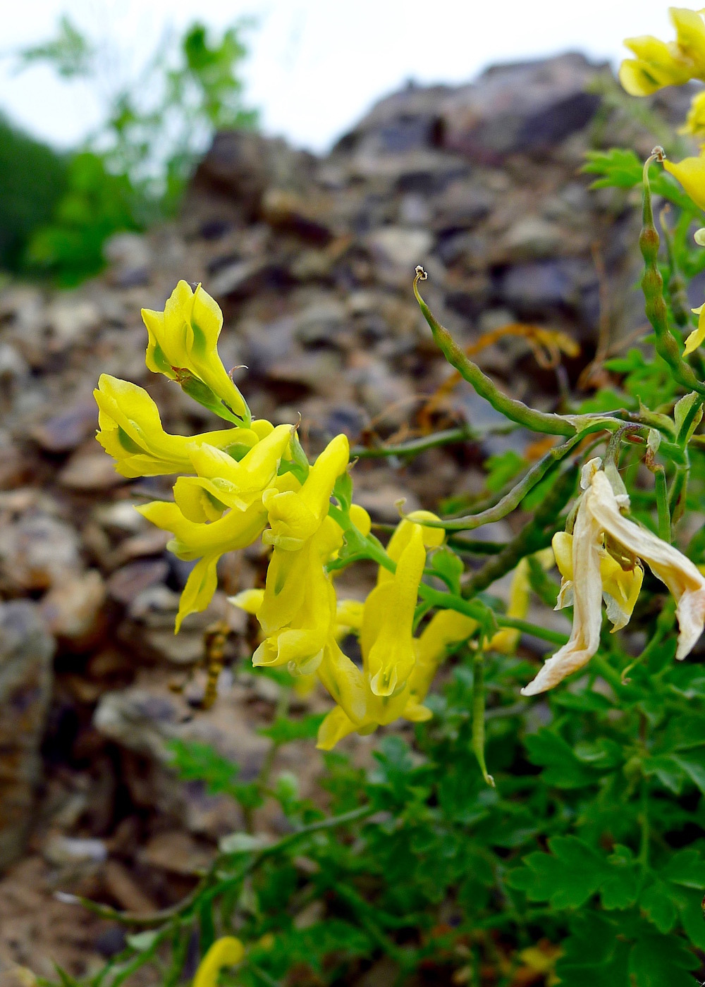 Изображение особи Corydalis speciosa.