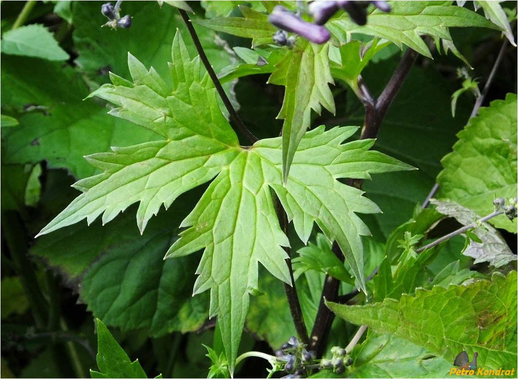 Image of Aconitum moldavicum specimen.
