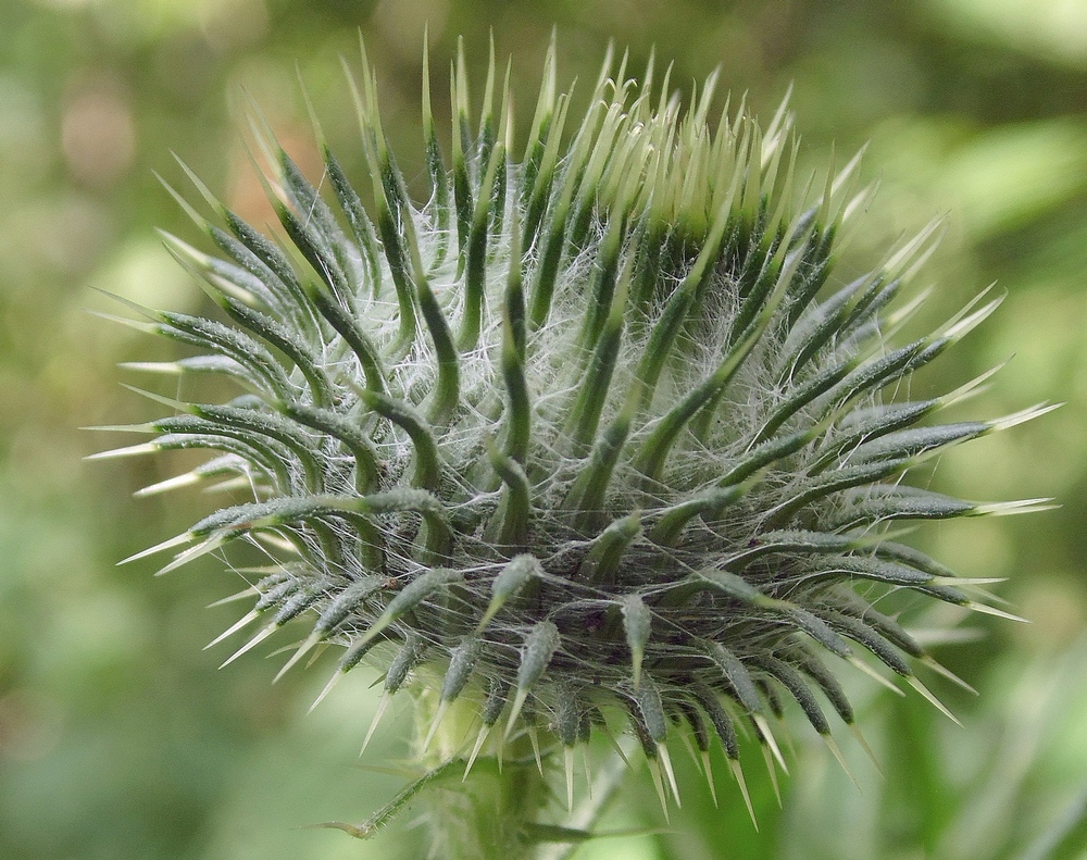Image of Cirsium vulgare specimen.
