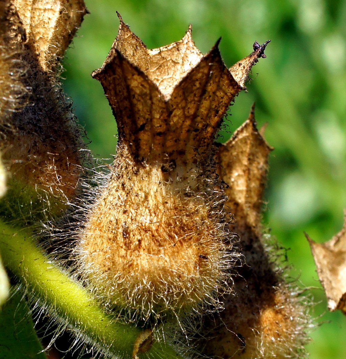 Изображение особи Hyoscyamus niger.