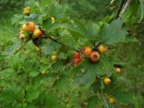 Crataegus chlorocarpa