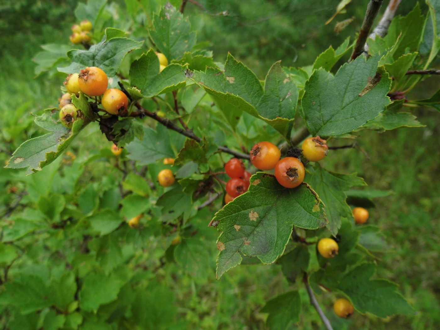 Изображение особи Crataegus chlorocarpa.