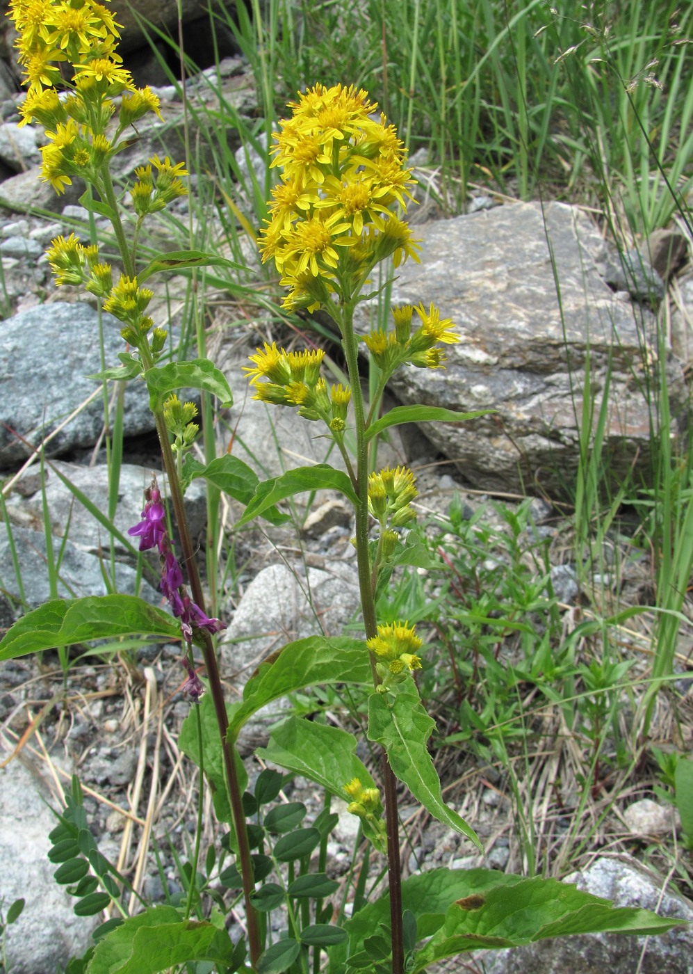 Image of Solidago virgaurea ssp. caucasica specimen.