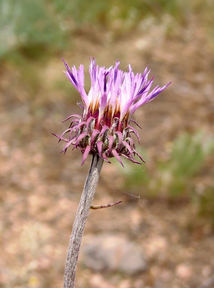 Image of Jurinea granitica specimen.