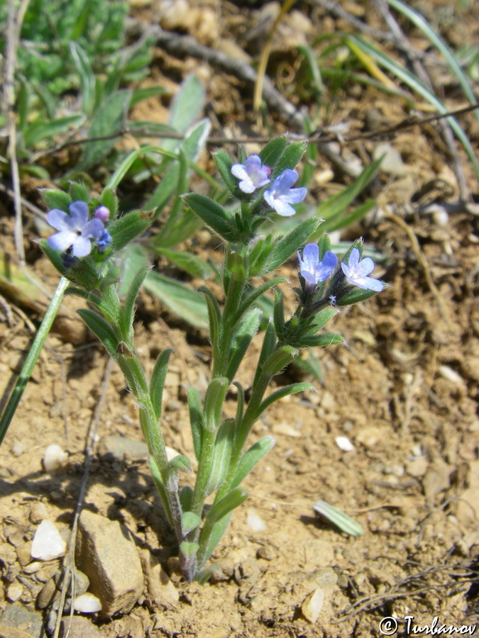 Image of Buglossoides incrassata specimen.