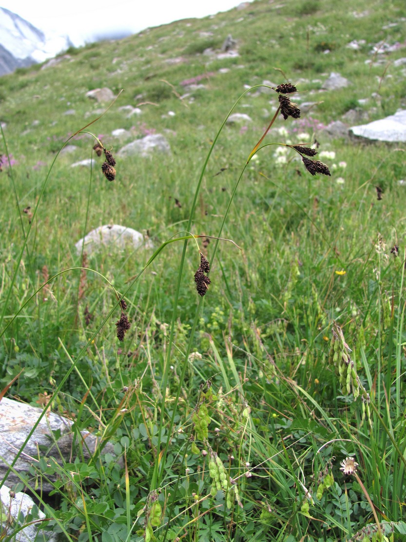 Изображение особи Carex medwedewii.