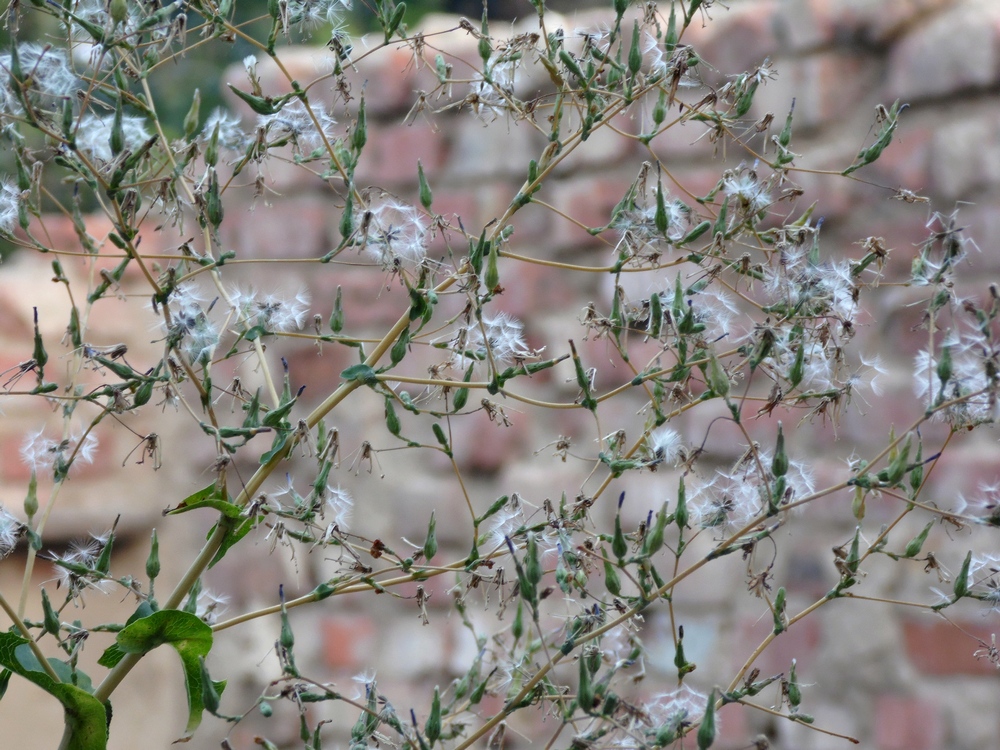 Image of Lactuca serriola specimen.