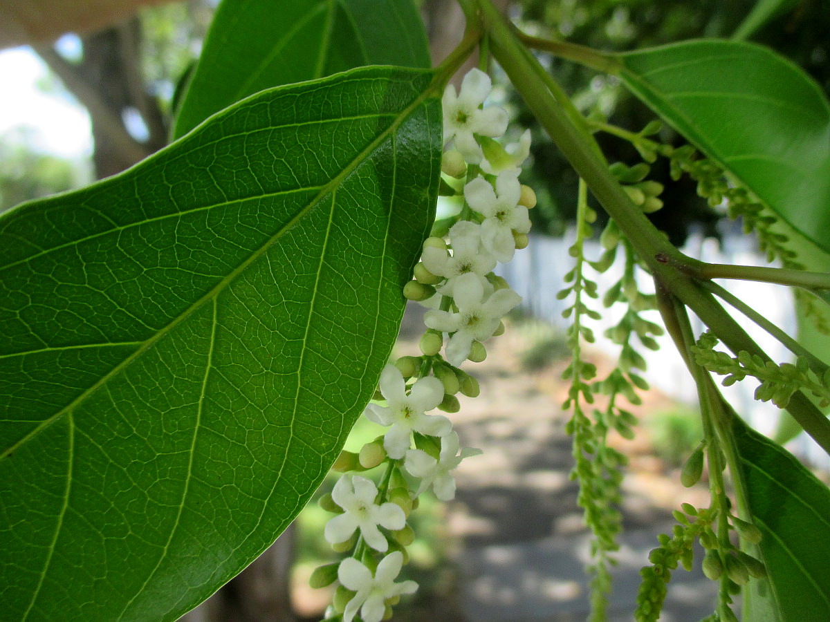 Изображение особи Citharexylum spinosum.